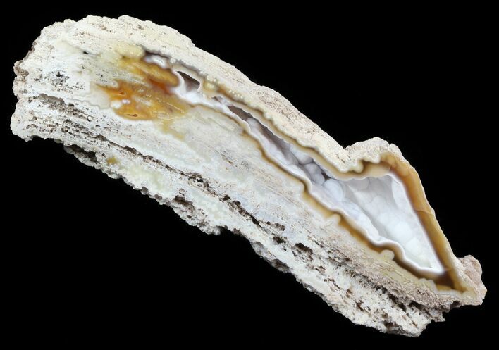 Agatized Fossil Coral Geode - Florida #51174